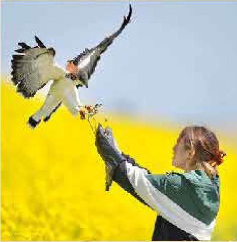 秋の鷹匠イベント